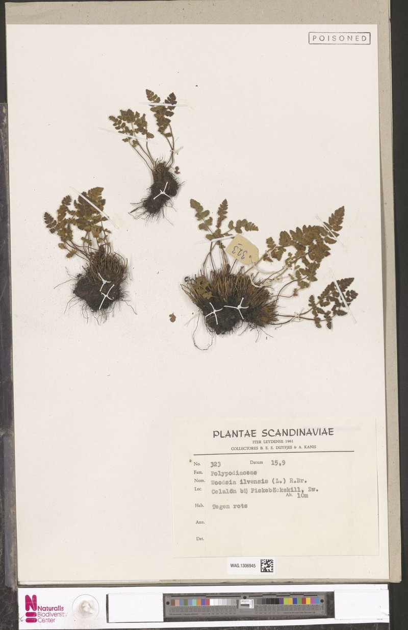 Polygala sparsiflora var. sparsiflora photo 2