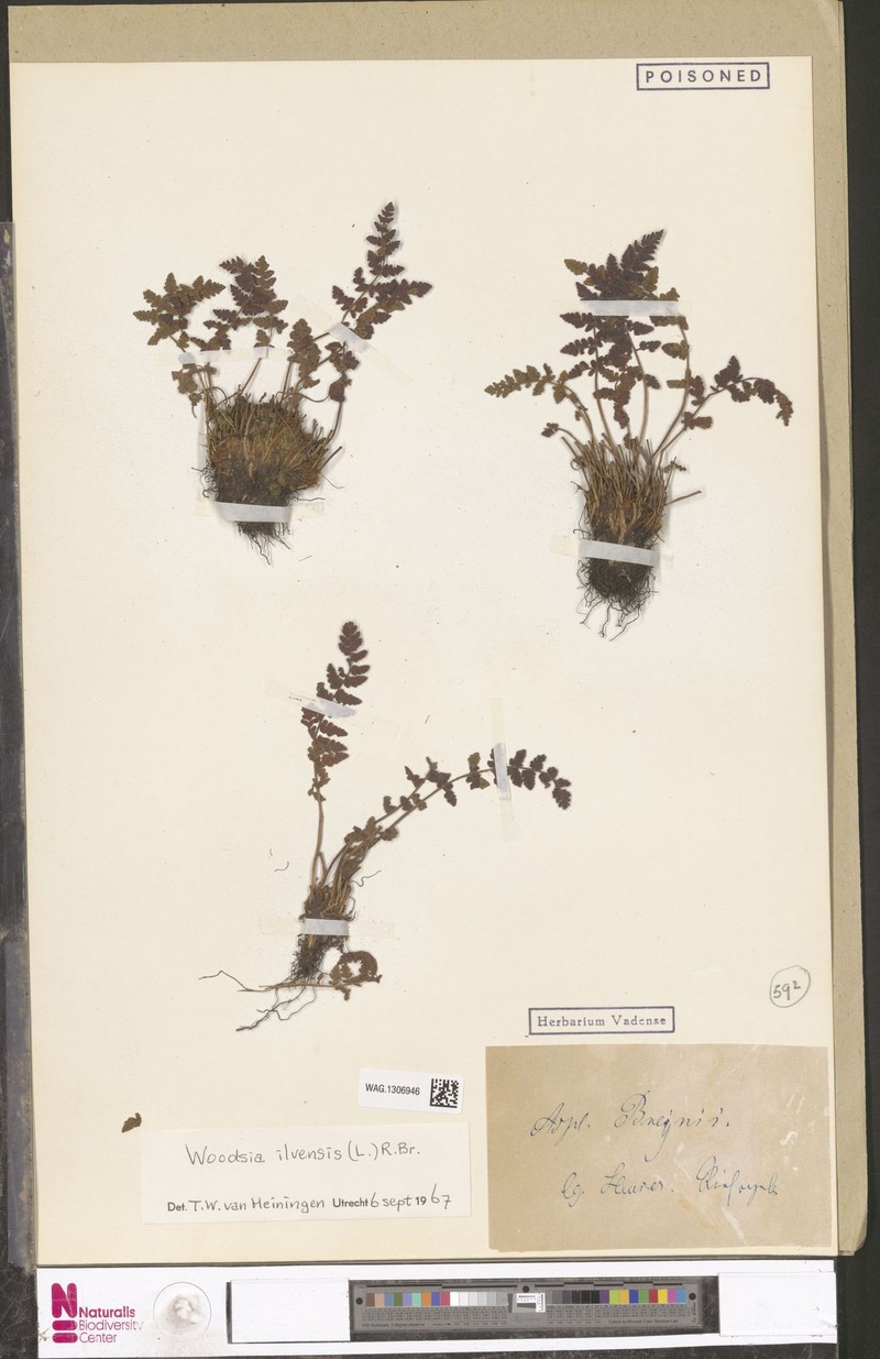 Polygala sparsiflora var. sparsiflora photo 3