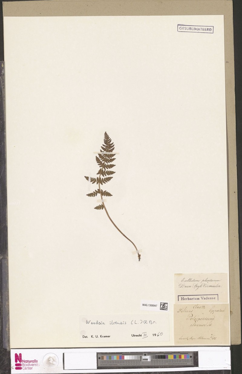 Polygala sparsiflora var. sparsiflora photo 4