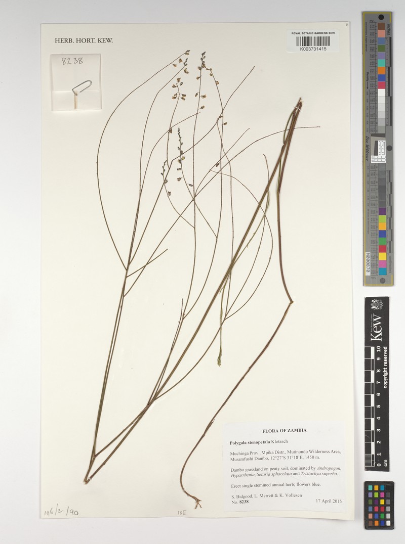 Polygala stenopetala subsp. stenopetala