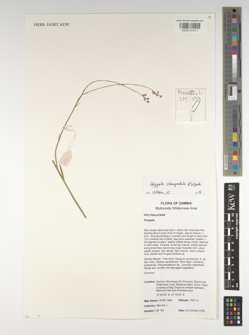 Polygala stenopetala subsp. stenopetala photo 4