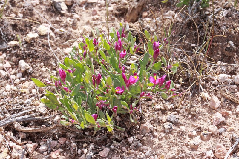 Spiny Milkwort photo 2
