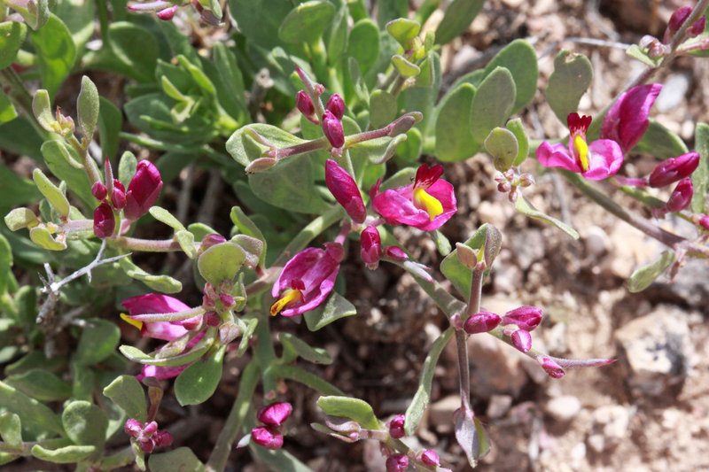 Spiny Milkwort photo 3