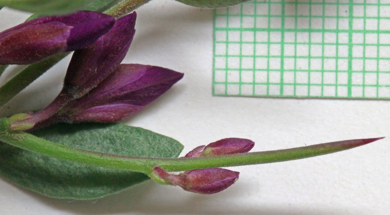 Spiny Milkwort photo 4