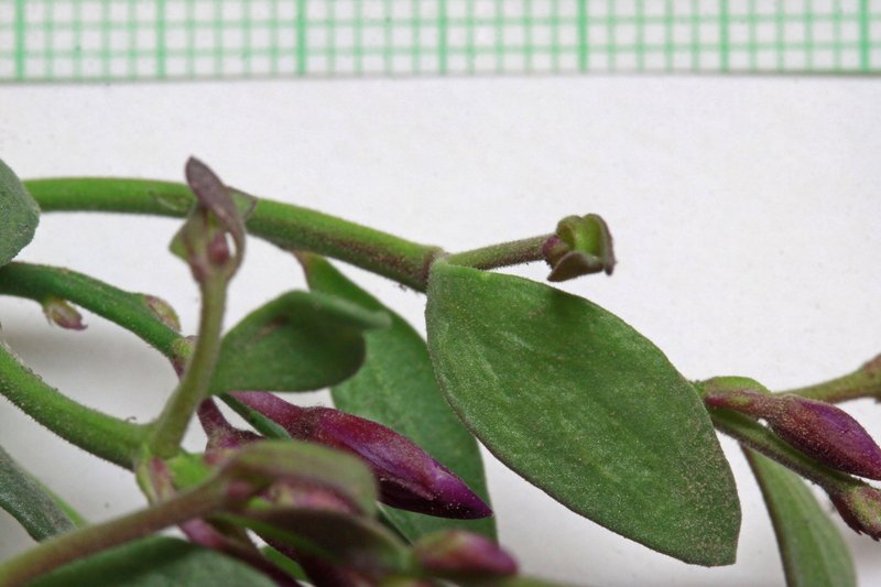 Spiny Milkwort photo 5