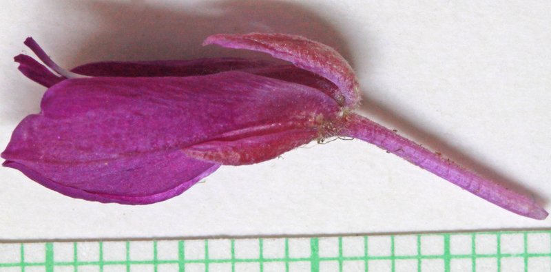 Spiny Milkwort photo 7