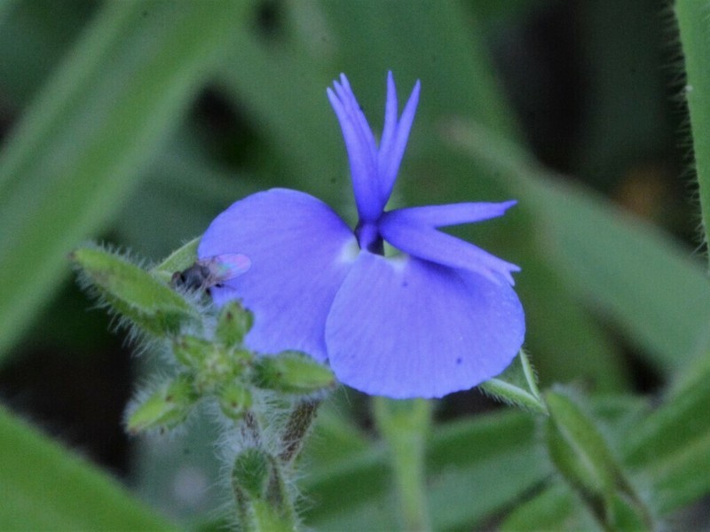 Polygala succulenta