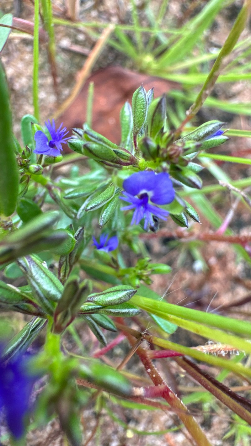 Polygala succulenta photo 2