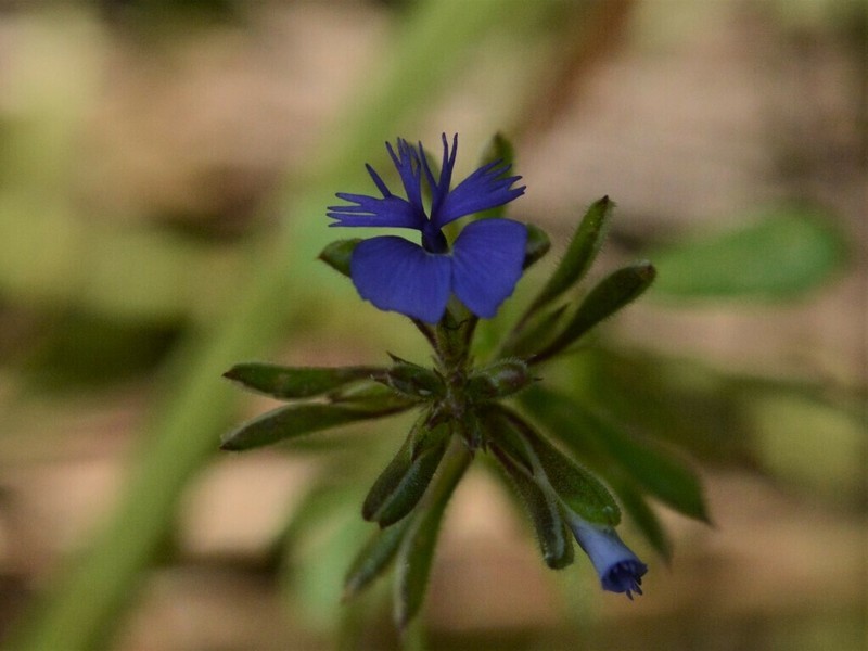 Polygala succulenta photo 3
