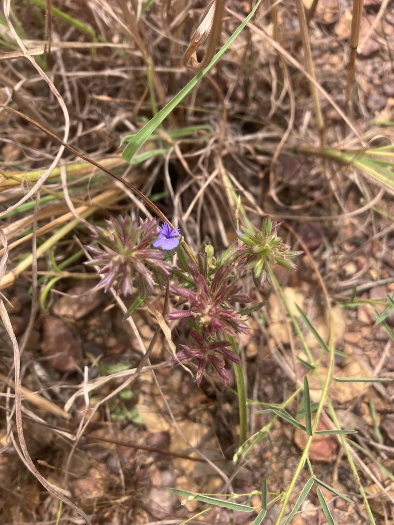 Polygala succulenta photo 4