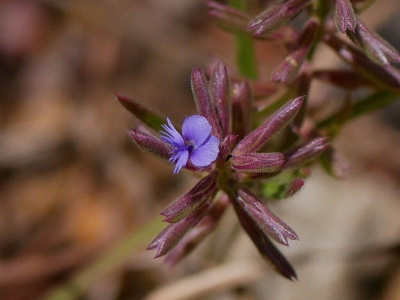 Polygala succulenta photo 5