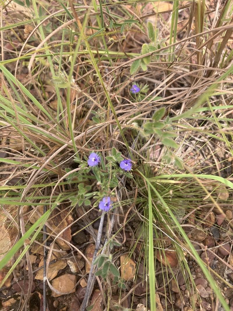 Polygala succulenta photo 6