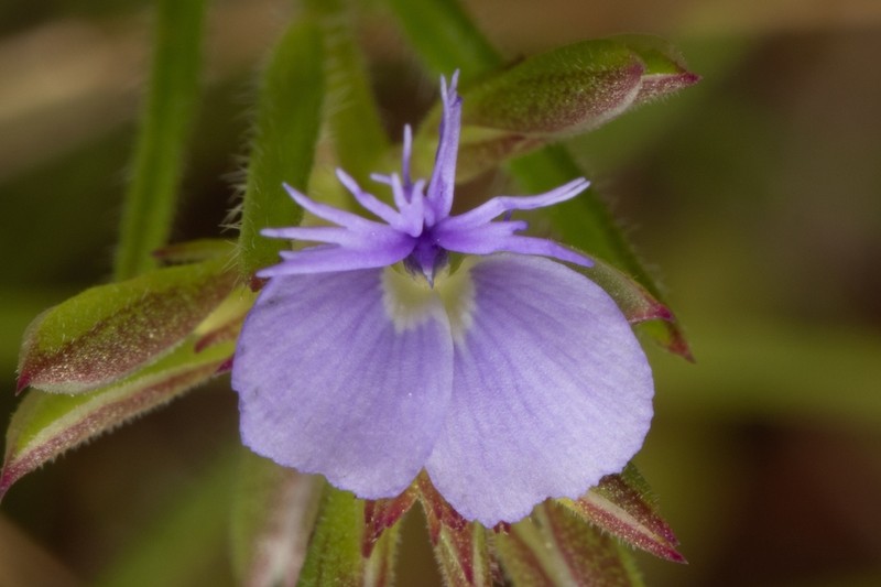 Polygala succulenta photo 7