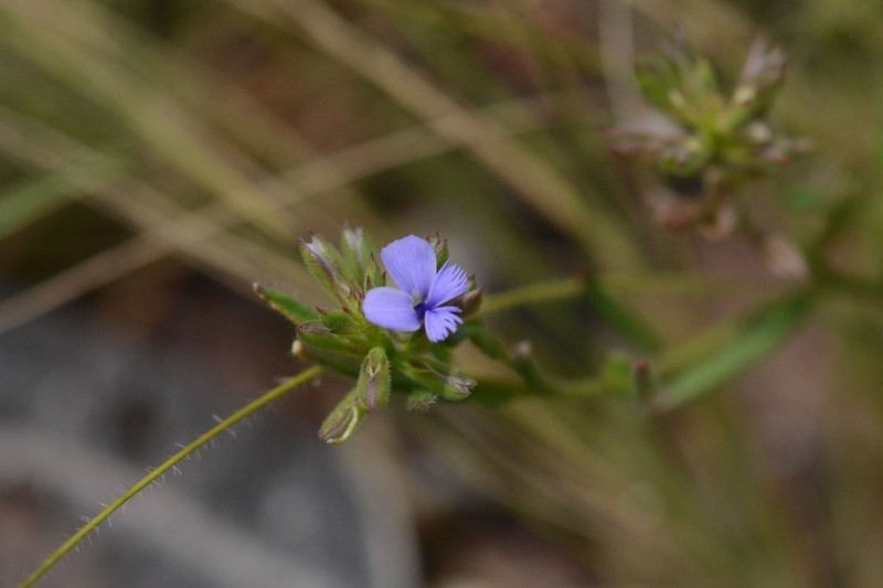 Polygala succulenta photo 8