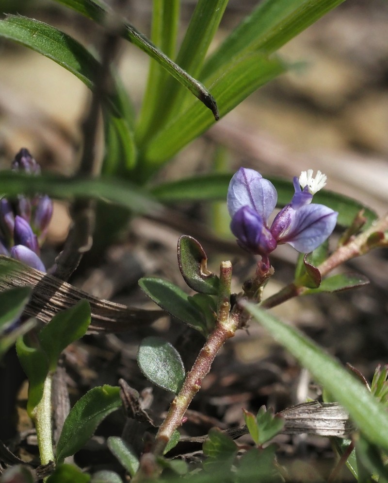 Polygala supina subsp. supina