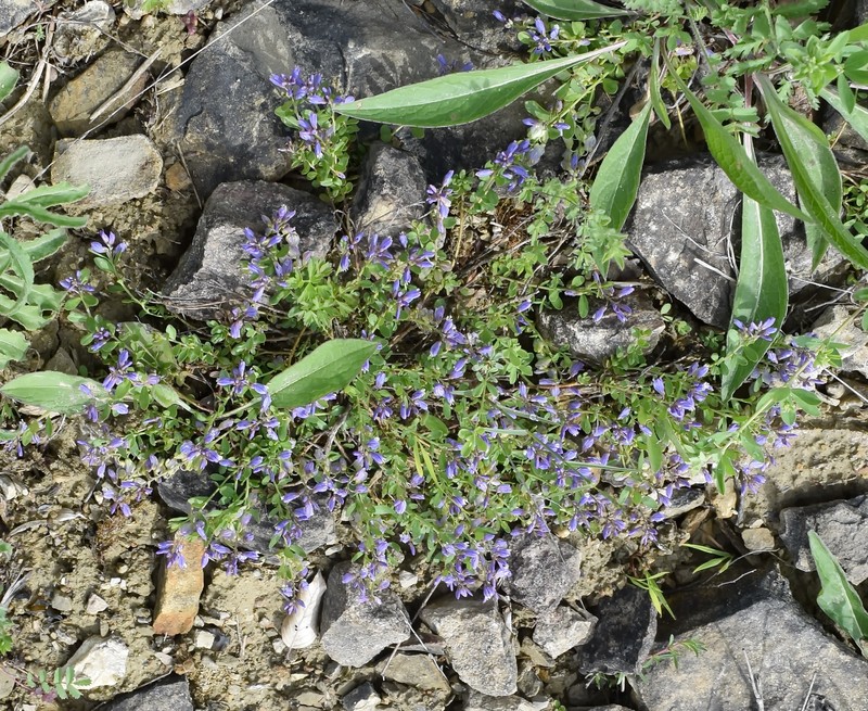 Polygala supina subsp. supina photo 2