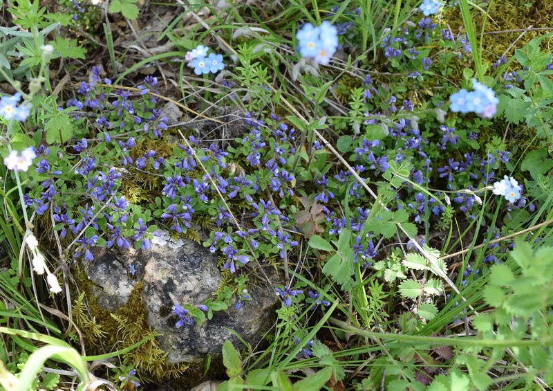 Polygala supina subsp. supina photo 3