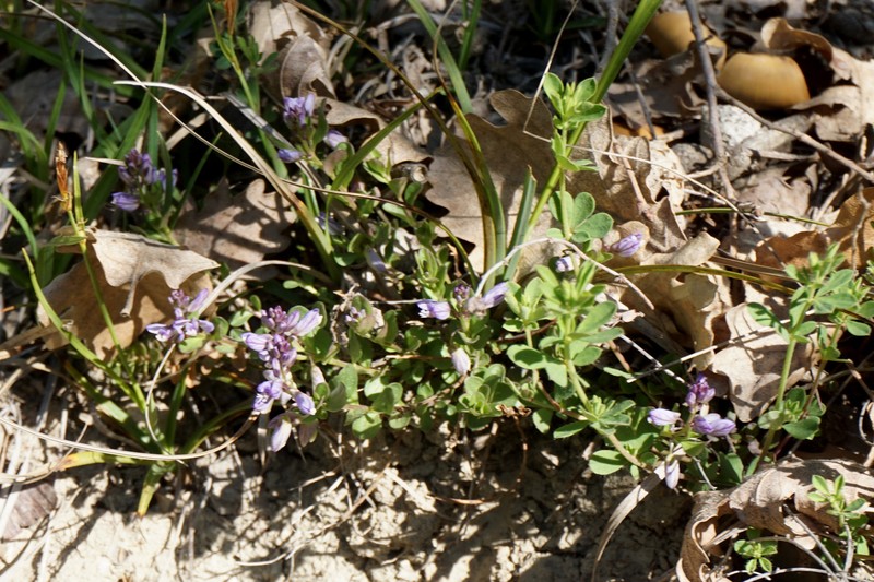 Polygala supina subsp. supina photo 4