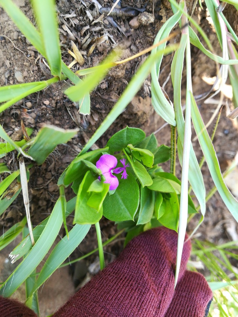 Polygala transvaalensis subsp. transvaalensis