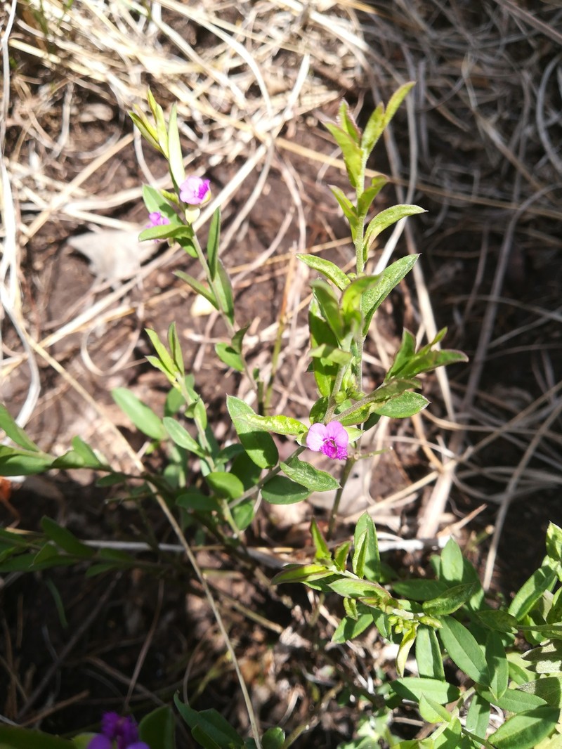 Polygala transvaalensis subsp. transvaalensis photo 2