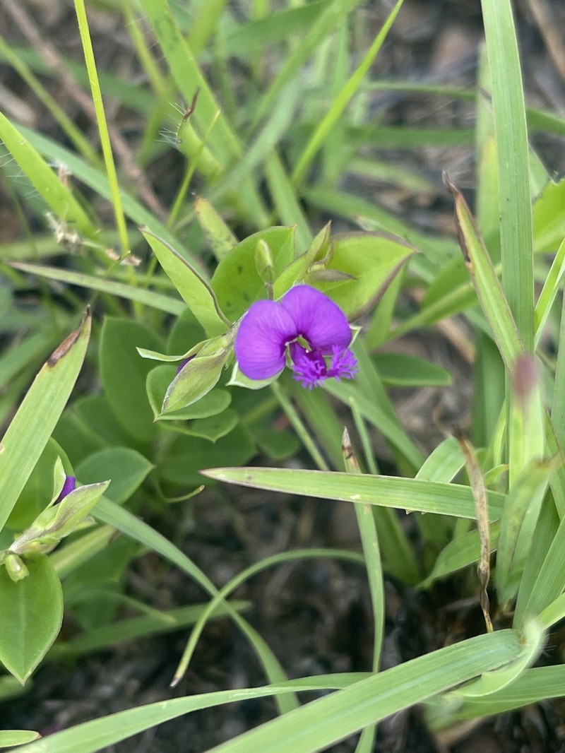 Polygala transvaalensis subsp. transvaalensis photo 3