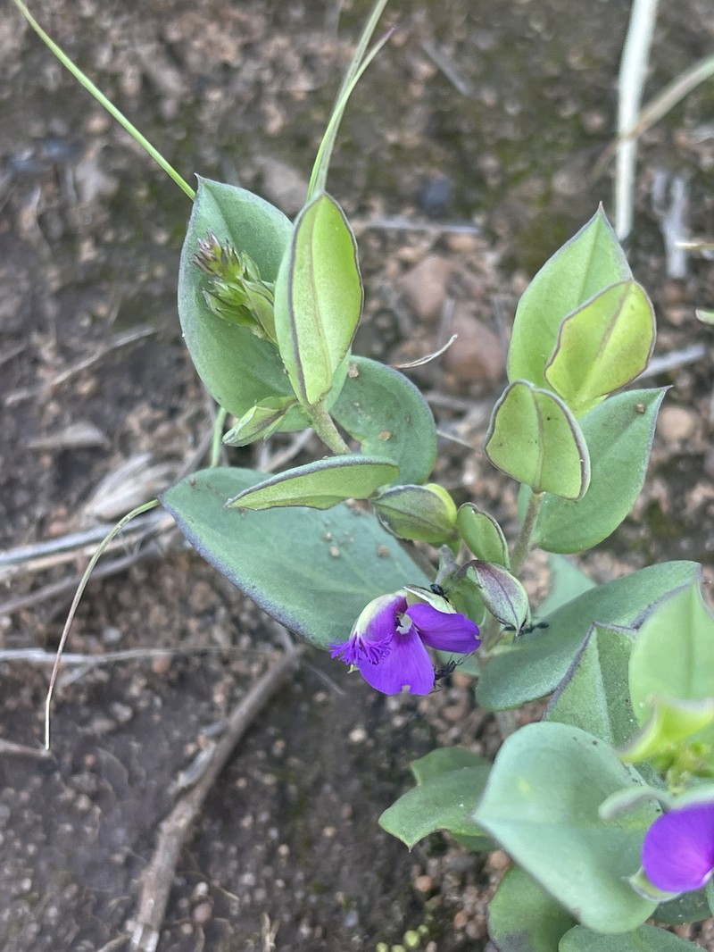 Polygala transvaalensis subsp. transvaalensis photo 4