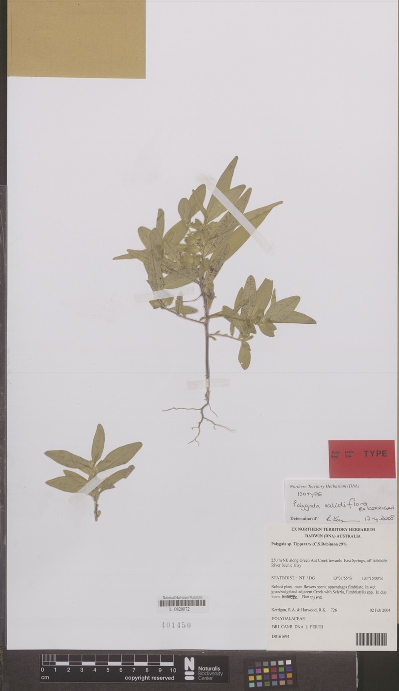 Polygala validiflora photo 2
