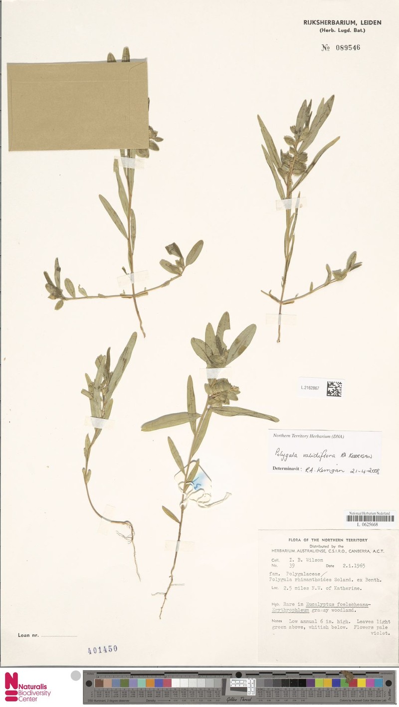 Polygala validiflora photo 3
