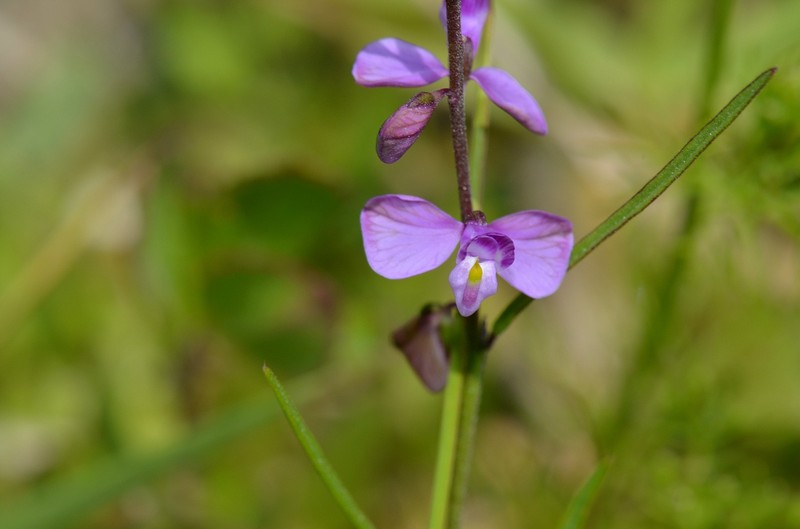 Violet Milkwort