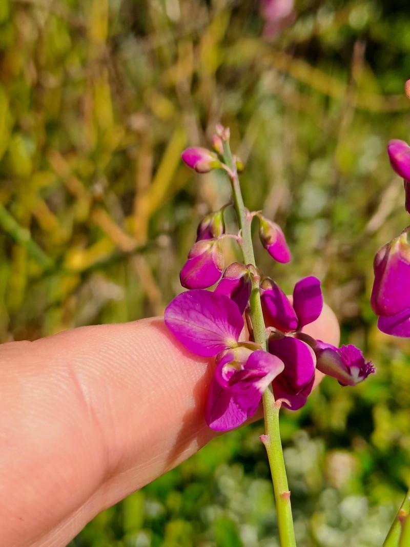 Polygala virgata var. virgata