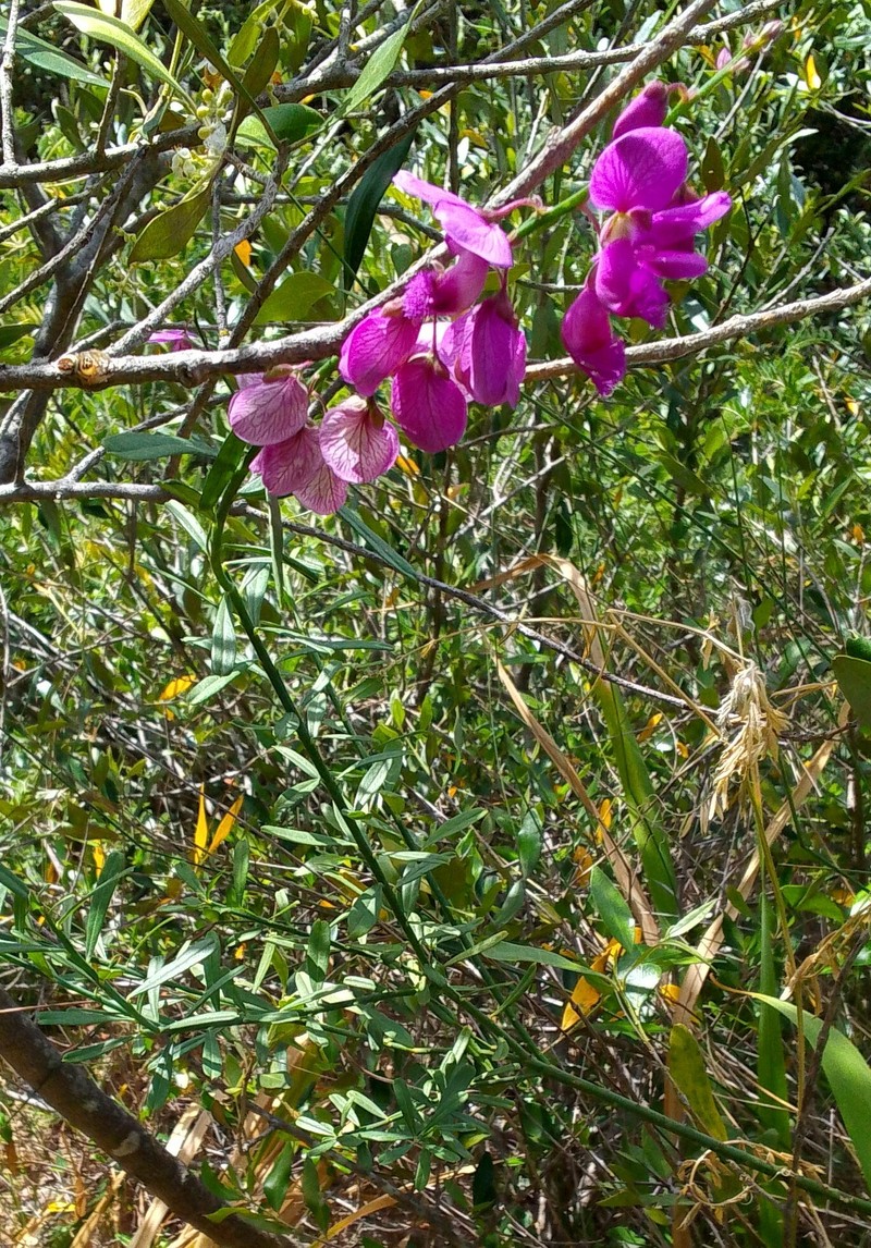 Polygala virgata var. virgata photo 2