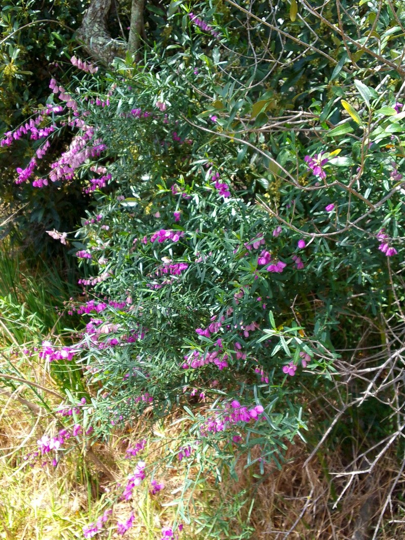 Polygala virgata var. virgata photo 3