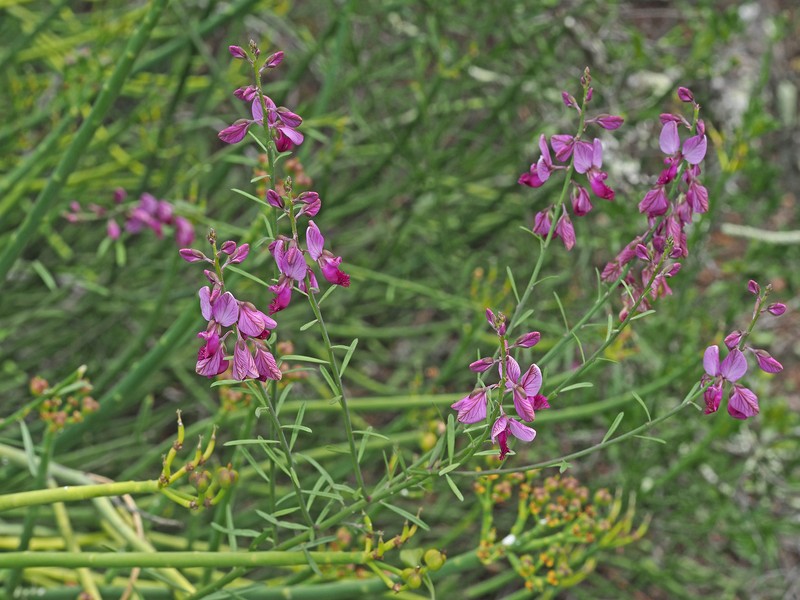 Polygala virgata var. virgata photo 4