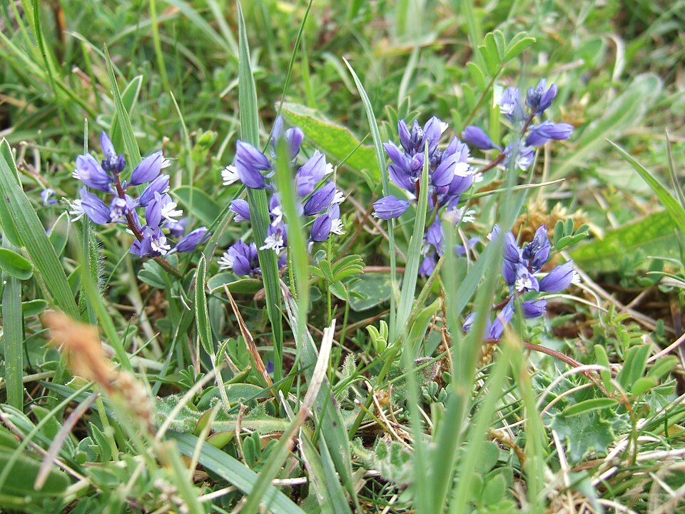 Common Milkwort photo 4