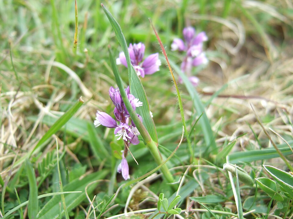 Common Milkwort photo 5