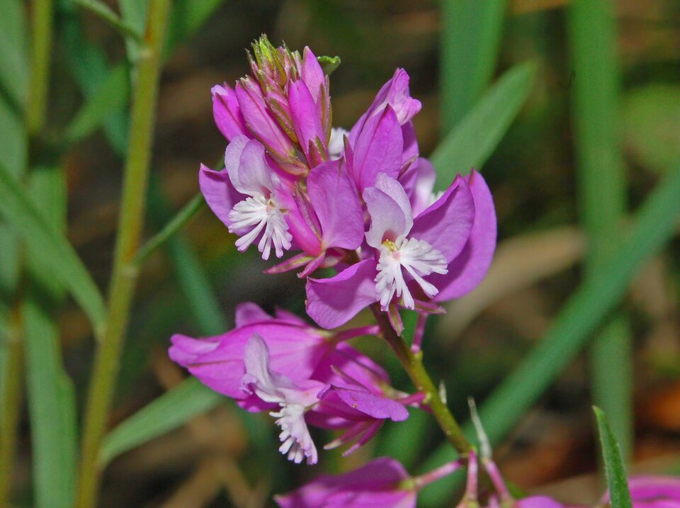 Common Milkwort photo 6