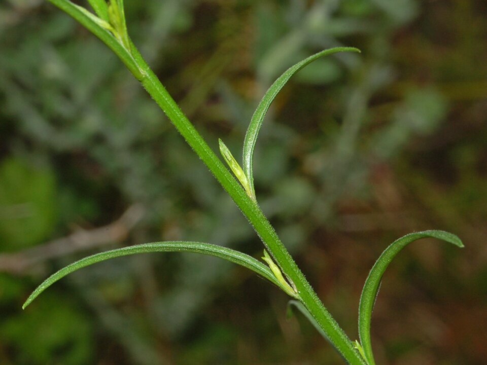 Common Milkwort photo 7