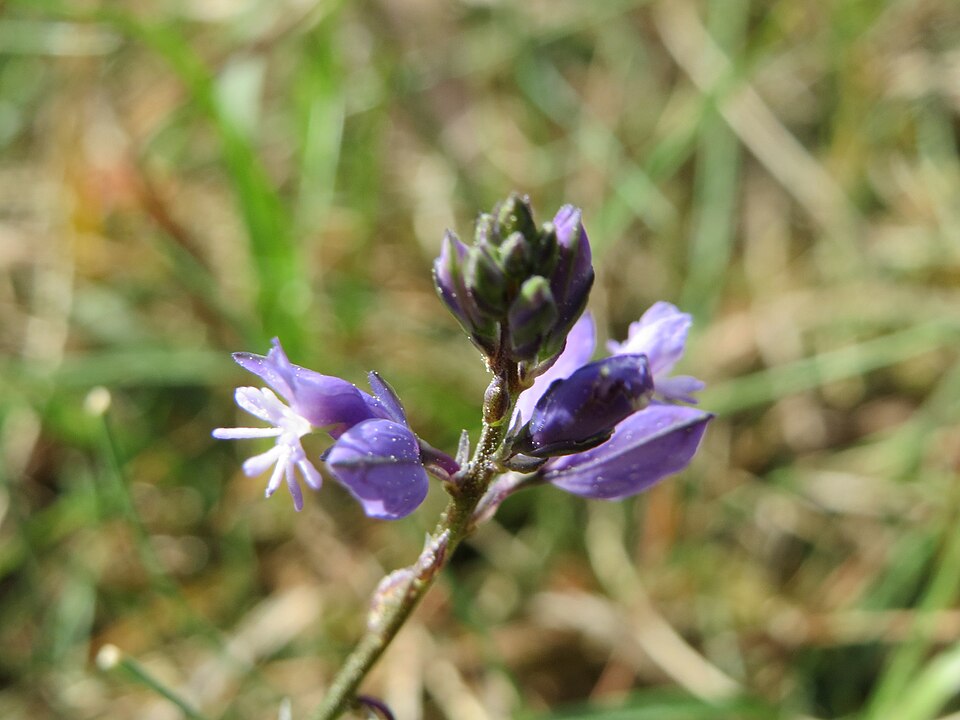 Common Milkwort photo 8