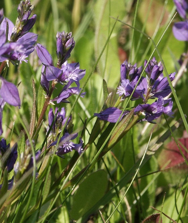 Common Milkwort