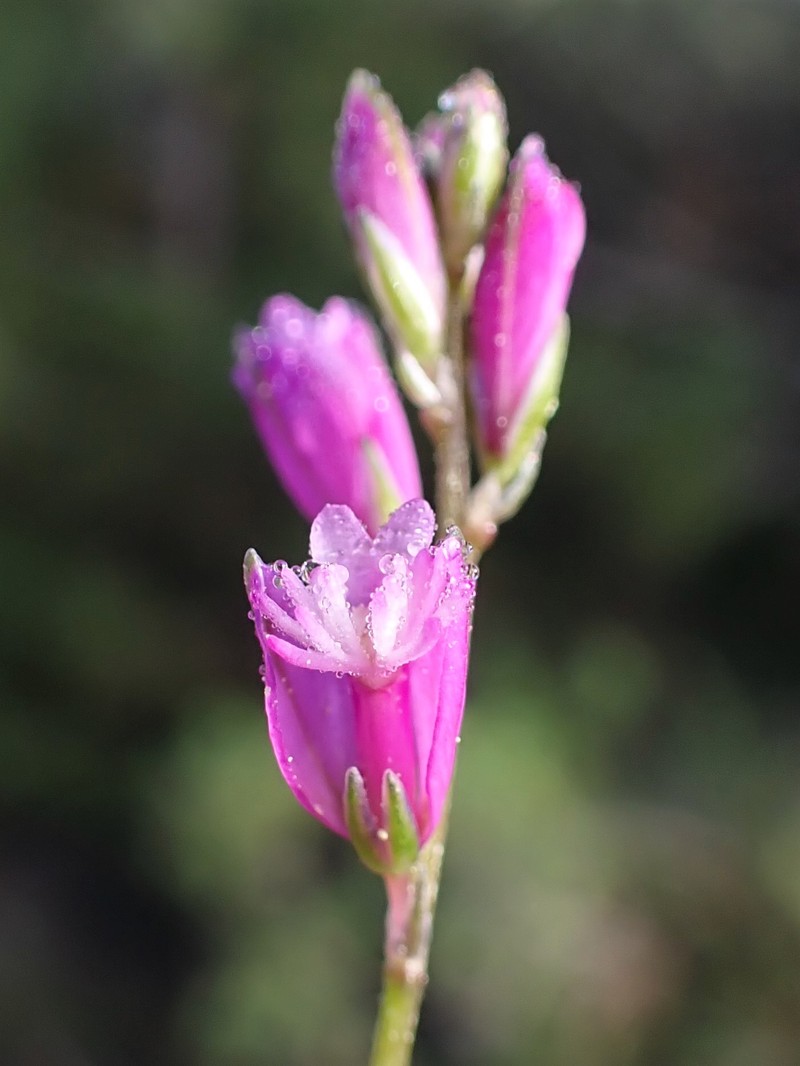 Common Milkwort photo 2