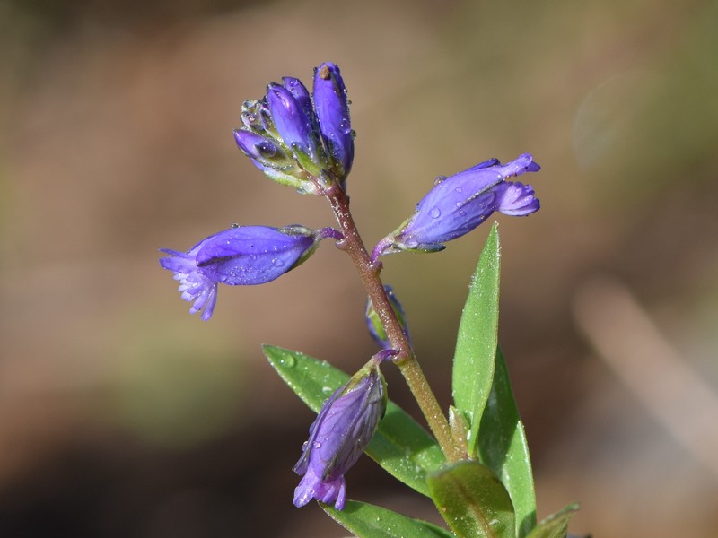 Common Milkwort photo 3