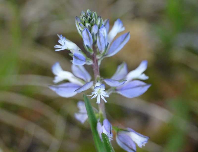 Polygala vulgaris subsp. collina
