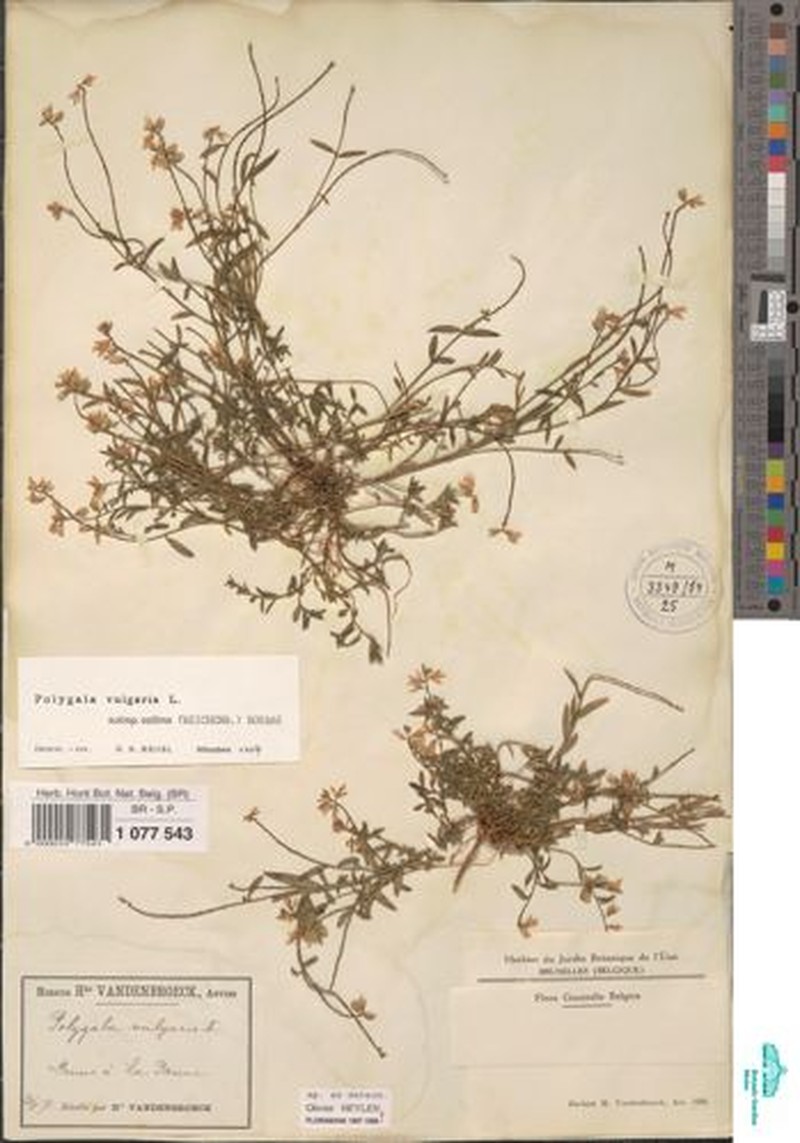 Polygala vulgaris subsp. collina photo 2