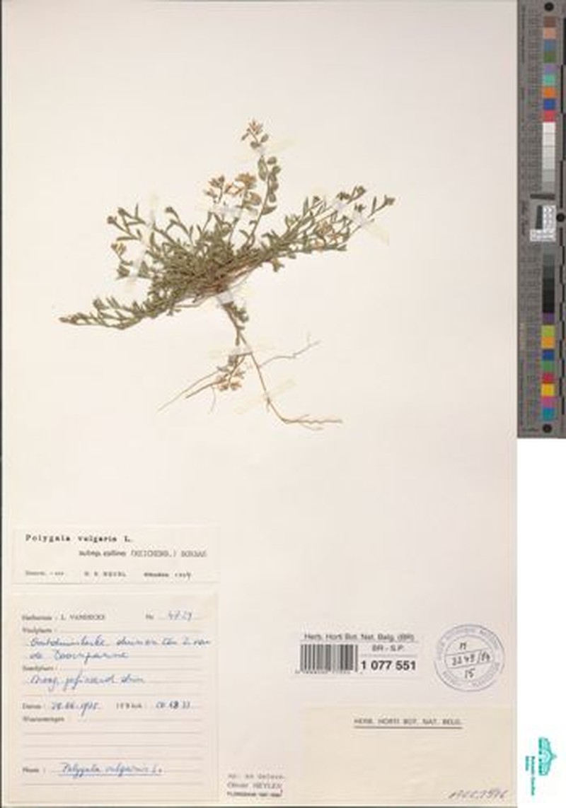 Polygala vulgaris subsp. collina photo 3