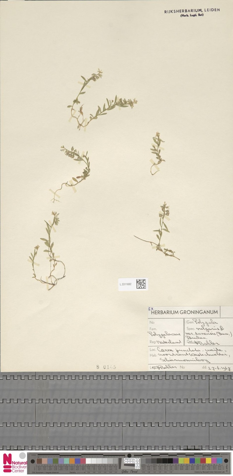Polygala vulgaris subsp. collina photo 4