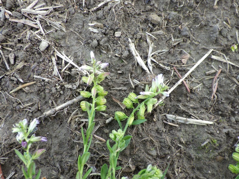 Polygala vulgaris subsp. oxyptera