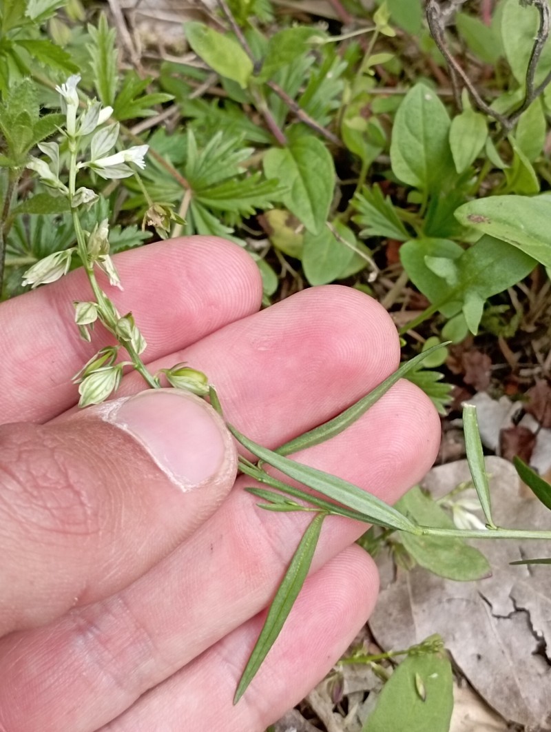 Polygala vulgaris subsp. oxyptera photo 2