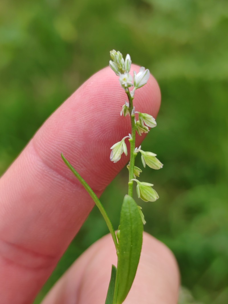 Polygala vulgaris subsp. oxyptera photo 3