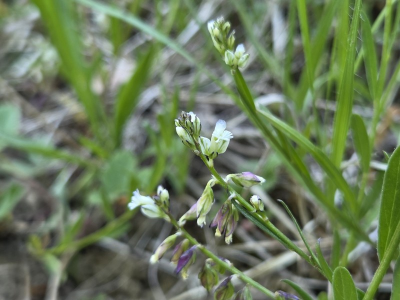 Polygala vulgaris subsp. oxyptera photo 4
