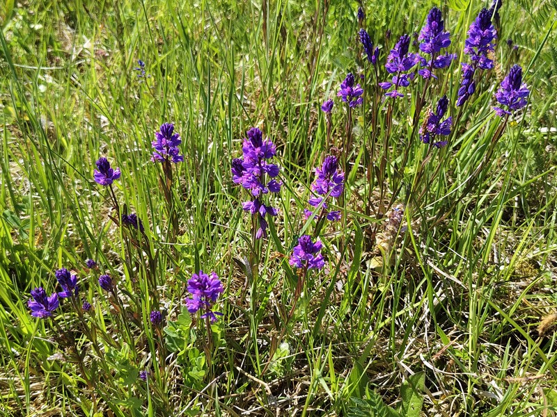 Polygala vulgaris subsp. vulgaris